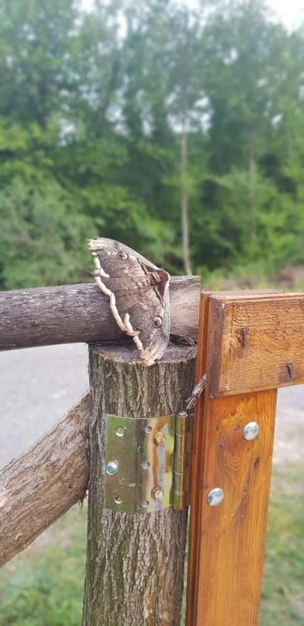 Orahovo Cottages Virpazar Bagian luar foto